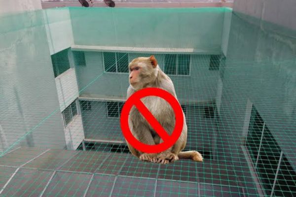 Monkey Safety Nets in Chennai | Reach us to get 25% Discount