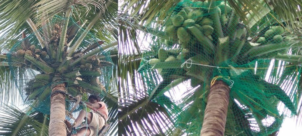 Coconut Tree Safety Nets in Chennai | Call 7997142396 for Netting